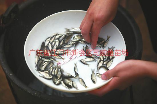 供應(yīng)廣州市番禺區(qū)羅非魚苗魚花批發(fā)