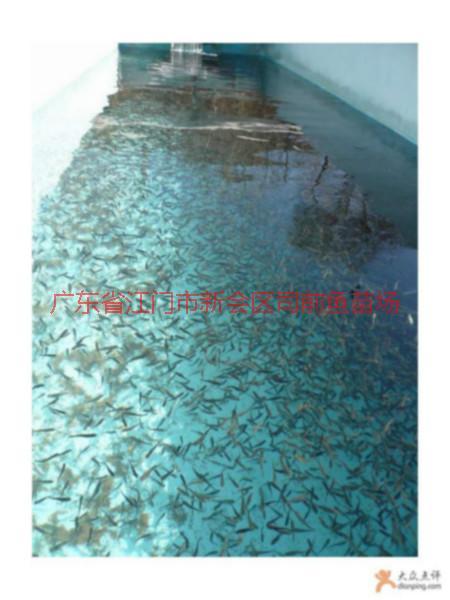 供應(yīng)佛山市順德區(qū)羅非魚苗魚花批發(fā)