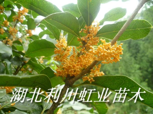 供應(yīng)1米以上的桂花苗價(jià)格0.35元/棵