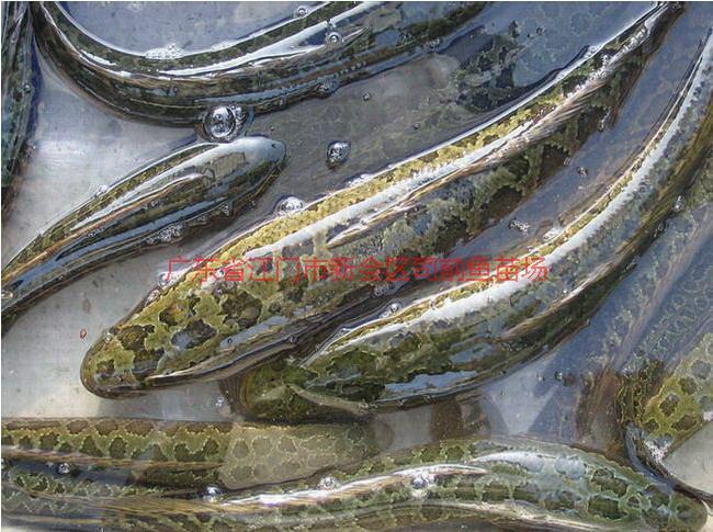 供應(yīng)開平金雞羅非魚苗魚花批發(fā)
