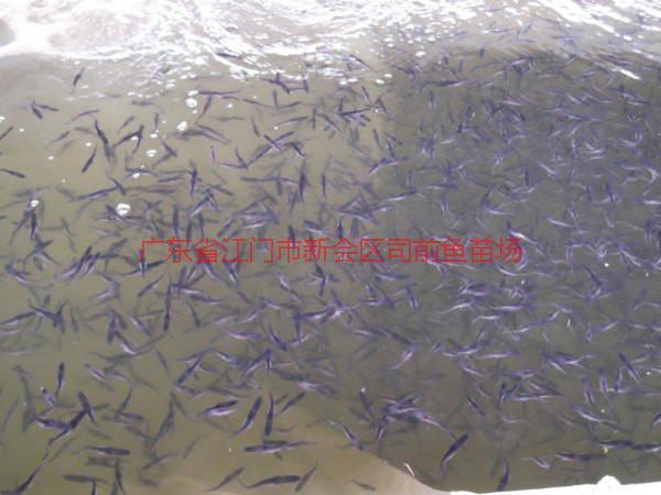 供應(yīng)佛山市順德區(qū)羅非魚苗魚花批發(fā)