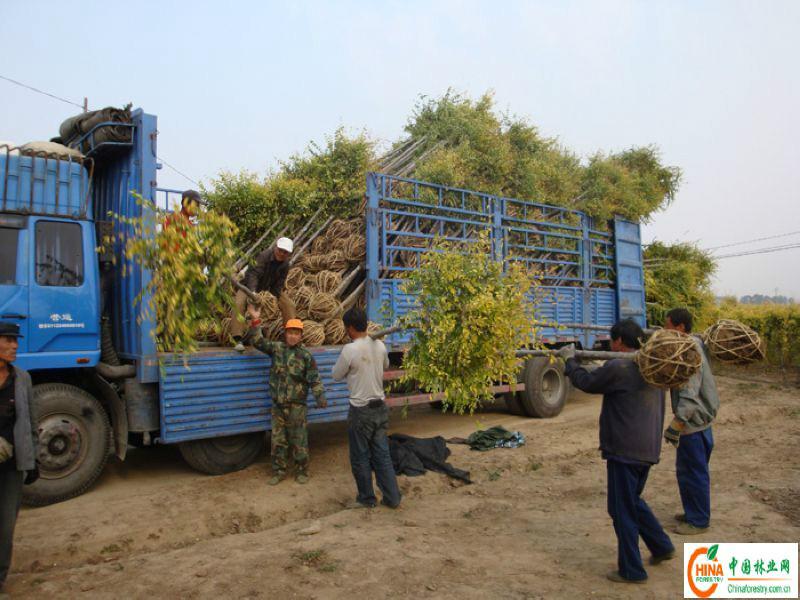 国槐种植基地 河北国槐价格