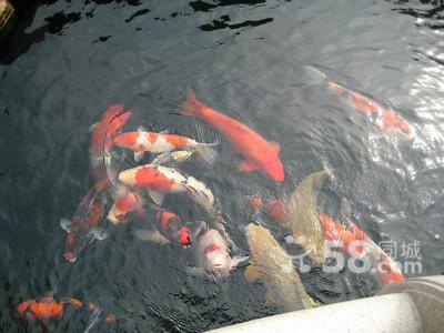 供應(yīng)羅湖區(qū)水池清理福田區(qū)水池清洗南山區(qū)魚池清理消毒除青*水