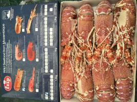 供應(yīng)進(jìn)口玫瑰龍蝦