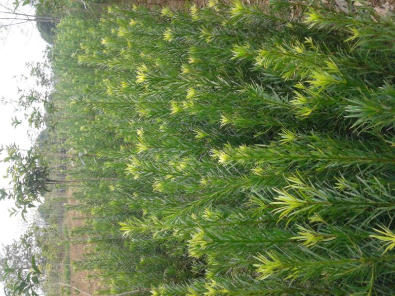 供應(yīng)羅漢松什么時候種好