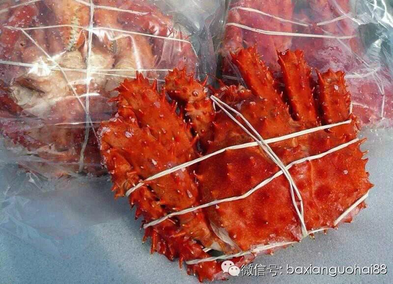 供應(yīng)進(jìn)口智利帝王蟹