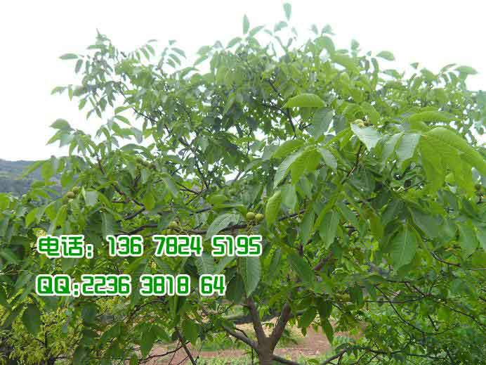 嫁接核桃果苗圖片