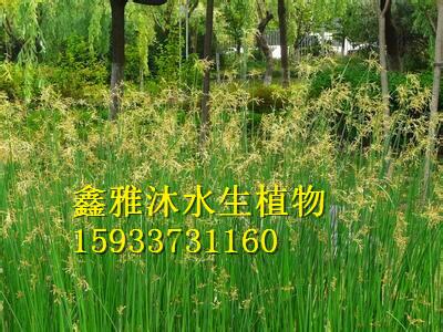 供應水蔥的種植方法，廠家種植睡蓮，蘆葦，香蒲，荷花，蘆竹，王蓮，千屈菜等