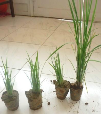 供應(yīng)河北盆裝營養(yǎng)袋馬藺i馬藺 銷售盆9*9馬藺 銷售盆馬藺