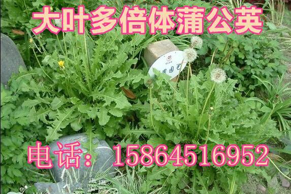 供应蒲公英种子 野菜种子 大叶蒲公英 巨型蒲公英