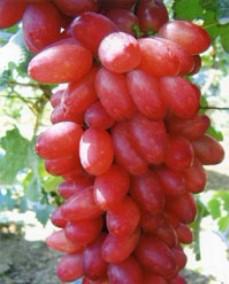 供應(yīng)葡萄苗葡萄苗價(jià)格葡萄苗批發(fā)葡萄苗基地