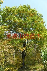 供應(yīng)馬鞍山蒙古櫟價格；馬鞍山蒙古櫟批發(fā)； 馬鞍山蒙古櫟苗木基地