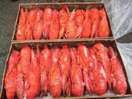 供應(yīng)熟凍波士頓龍蝦