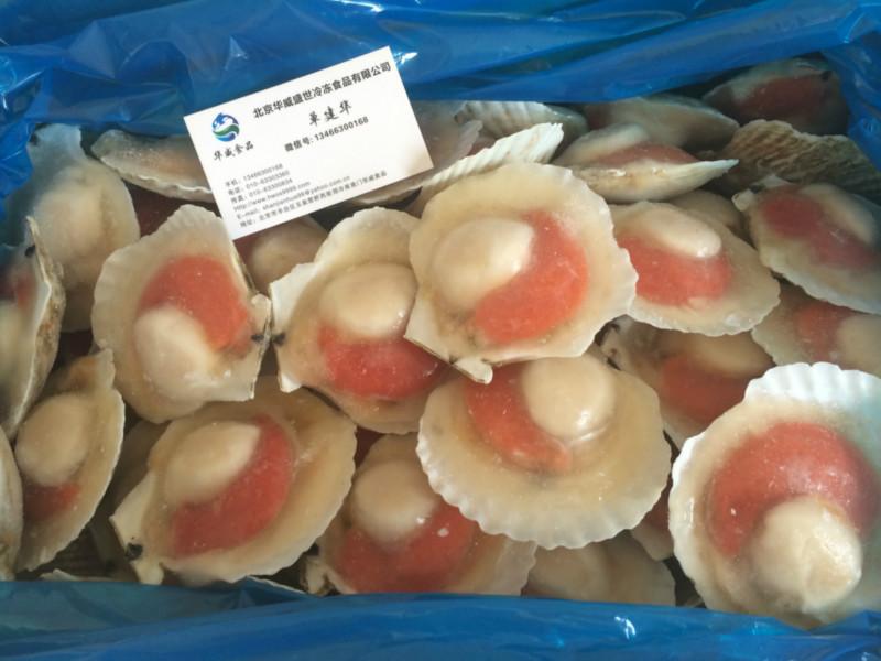 供應(yīng)朝鮮半殼貝