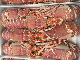 批發(fā)進(jìn)口玫瑰龍蝦圖片