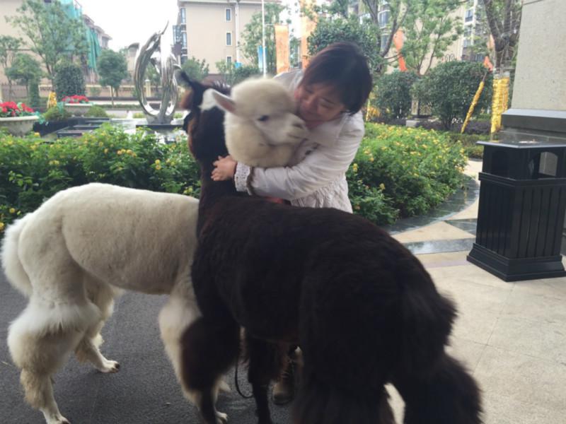 上海租矮腳馬拍廣告、浙江租矮腳馬拍電影、江蘇租矮腳馬展示、