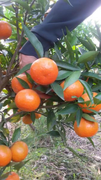 廣西東方紅桔苗多少錢圖片