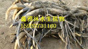 徐州荷花苗 荷花苗培育廠家，睡蓮苗銷售商，人工浮島制作廠家，水生植物種苗基地 徐州荷花苗培育廠家