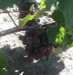 供應(yīng)通化出售夏黑葡萄苗，白山蜜汁葡萄苗價(jià)格