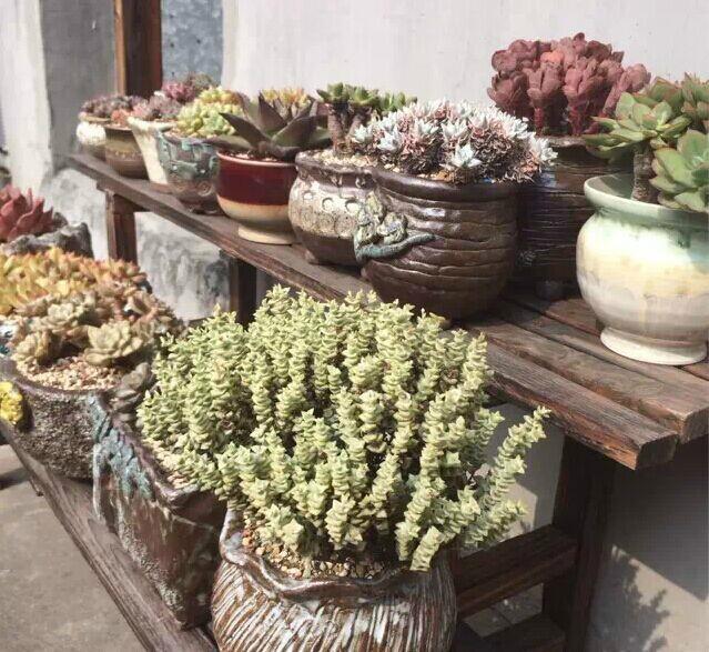 提供廣州租花屋頂綠化景觀設(shè)計，綠化工程，園區(qū)小區(qū)綠化管理 園林綠化服務(wù)，綠化養(yǎng)護管理