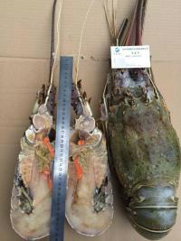 供應(yīng)特價批發(fā)南非大青龍蝦