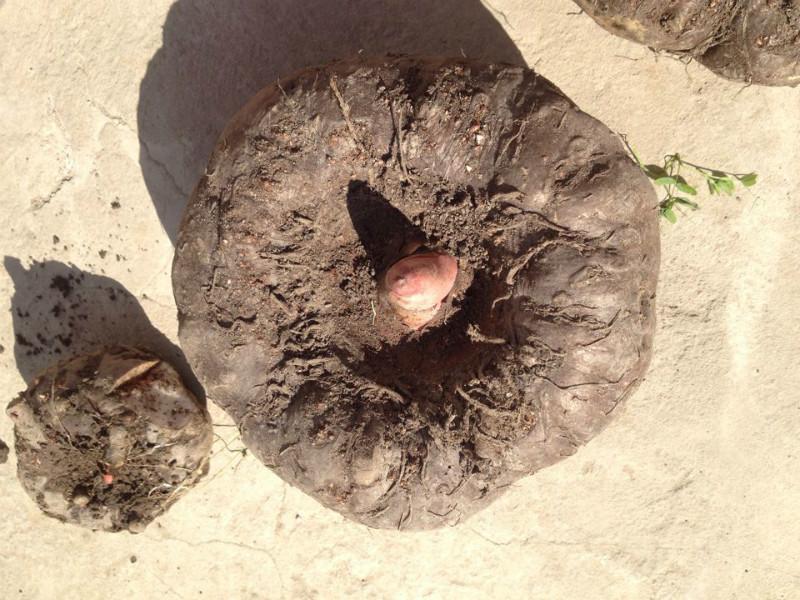 供應(yīng)新鮮魔芋