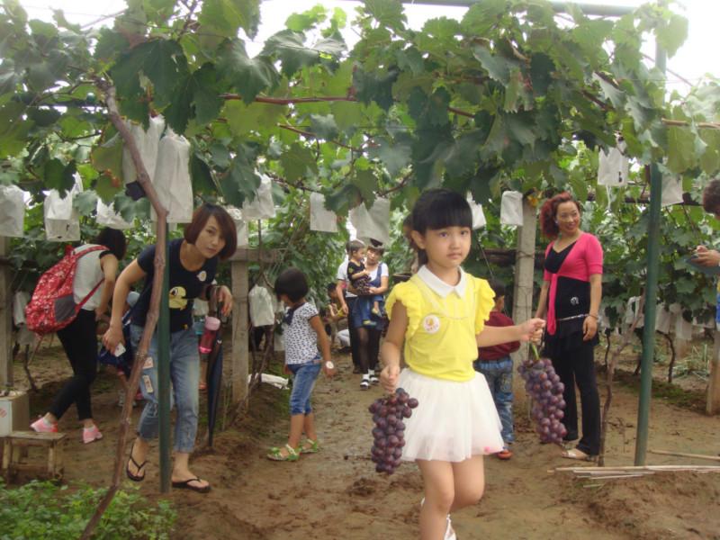 陜西葡萄苗批發(fā)|咸陽葡萄苗價(jià)格|咸陽葡萄苗哪家便宜