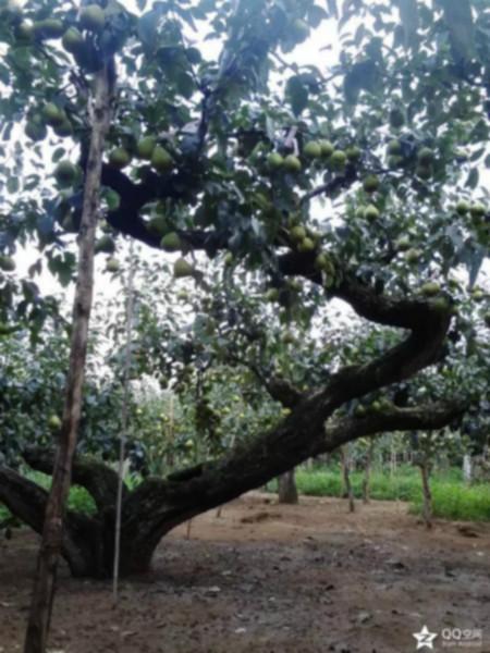 供應(yīng)萊陽梨產(chǎn)區(qū)，*萊陽梨產(chǎn)區(qū)在哪里