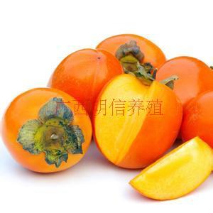 甜脆柿價(jià)格圖片