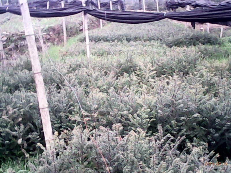 供應(yīng)紅豆杉1年小苗/紅豆杉小苗