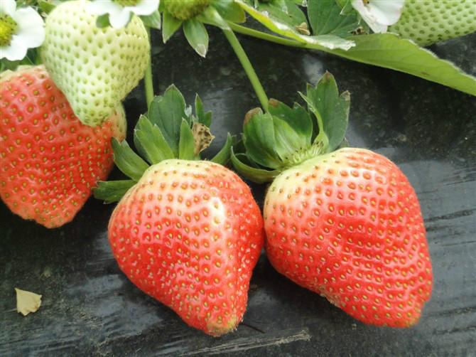 供應(yīng)北京新鮮奶油草莓代收/*