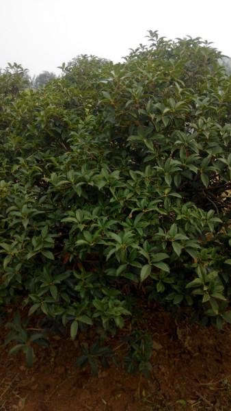 供應(yīng)丹桂桂花樹出售，占地丹桂苗出售價格，丹桂專業(yè)種植基地
