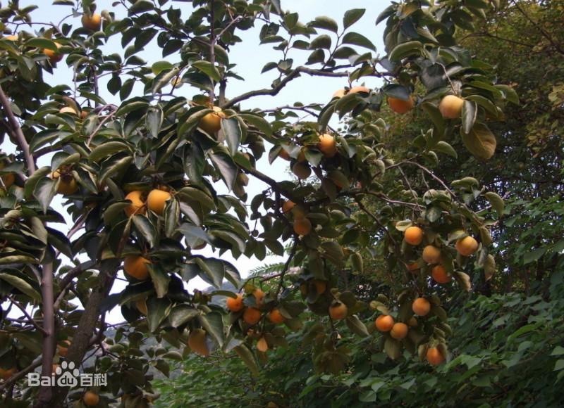 供應(yīng)陜西大荔柿子基地