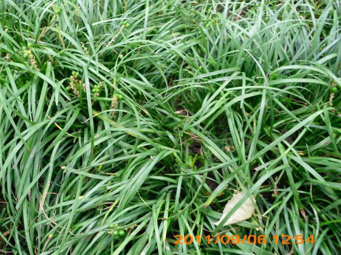 供应麦冬草 麦冬 矮麦冬 大叶麦冬草 小叶麦冬草 地被植物