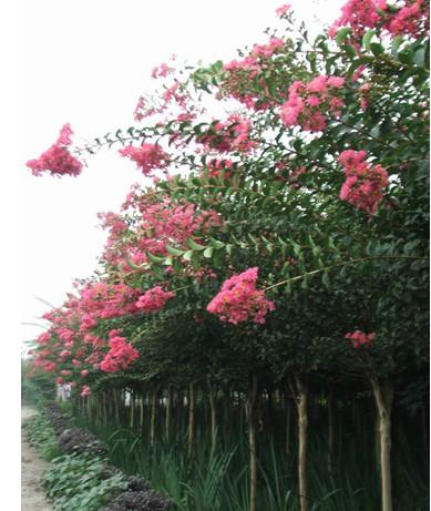 供應四川紅花紫薇紅花紫薇價格四川紅花紫薇價格四川紅花紫薇