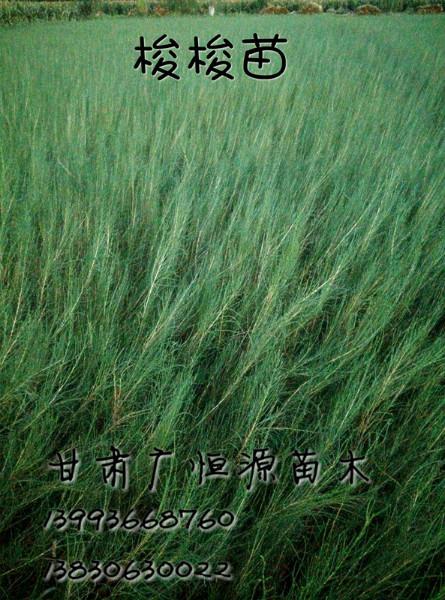 2015年梭梭苗價格圖片