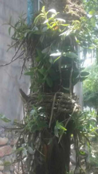 供應鐵皮楓斗-什么人適合吃鐵皮石斛