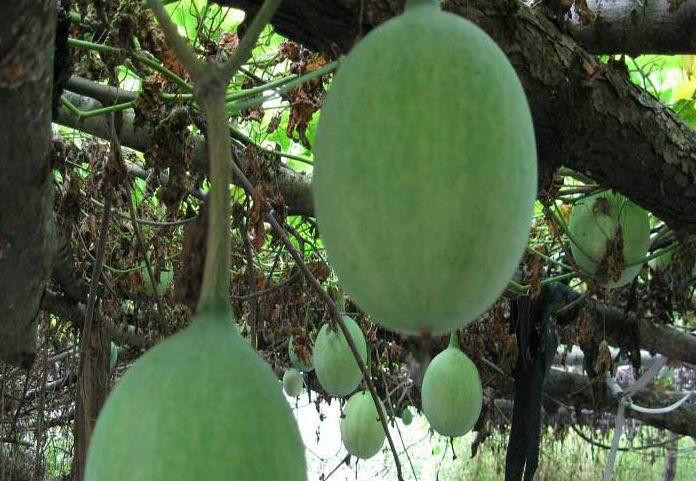 供應(yīng)健胃休閑食品瓜蔞籽安徽天柱山特產(chǎn)好吃的零食