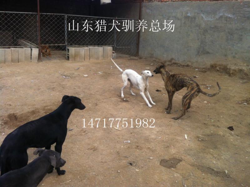 供應(yīng)獵兔犬格力犬山東靈緹