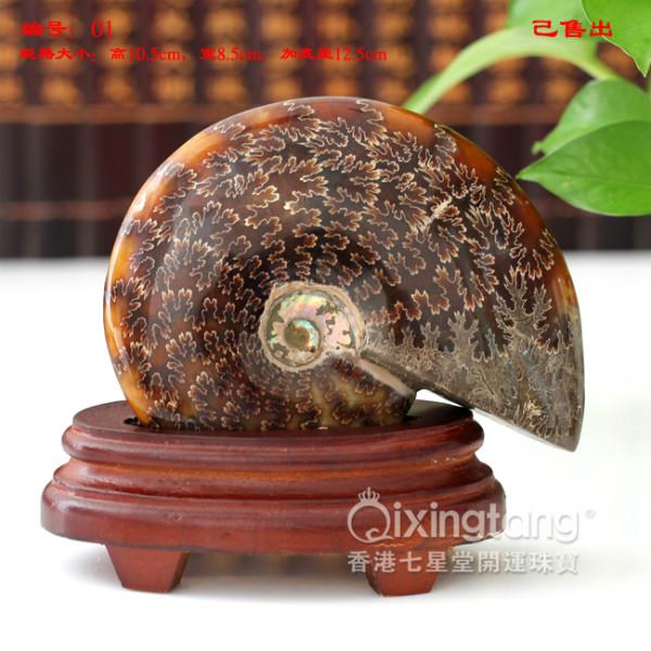 供應家居*擺件*天然玉化螺送禮