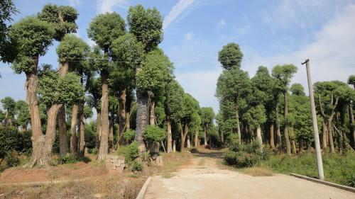 供应多头香樟,移植多头香樟图片