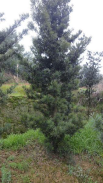 供應(yīng)湖南羅漢松批發(fā),湖南羅漢松批發(fā)小苗價(jià)格