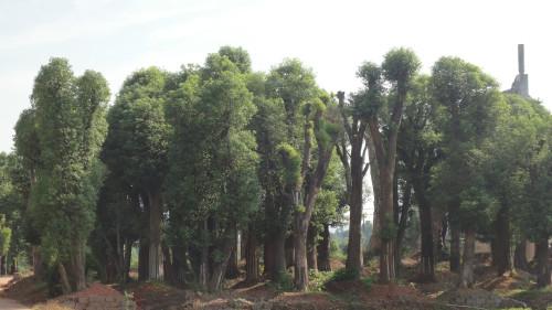 供应香樟香樟图片移植香樟价格