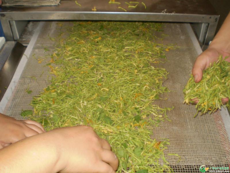 金銀花殺青圖片/金銀花殺青樣板圖 (3)