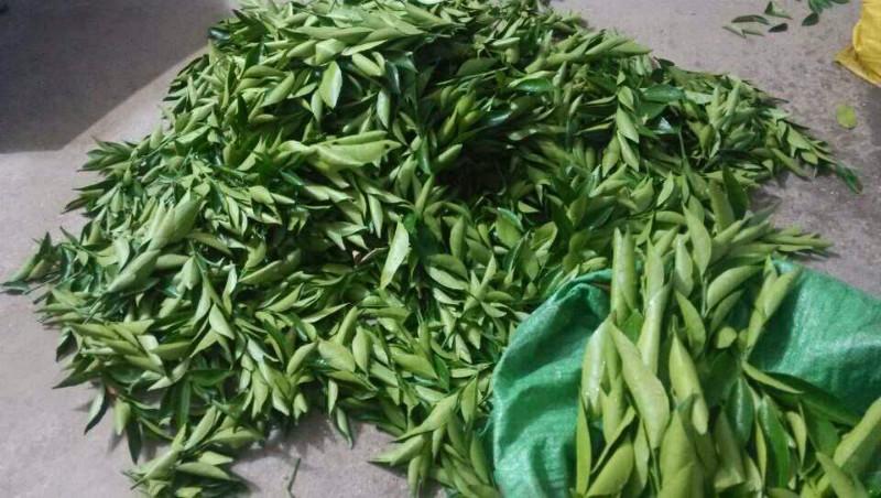 供應(yīng)優(yōu)質(zhì)東方紅橘苗枝條,荔浦優(yōu)質(zhì)東方紅橘苗枝條