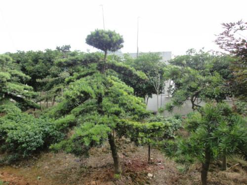 湖南造型羅漢松價(jià)格@湖南造型羅漢松種植基地@湖南造型羅漢松多少錢(qián)