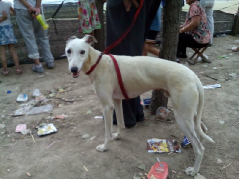 供应山东惠比特犬养殖场图片