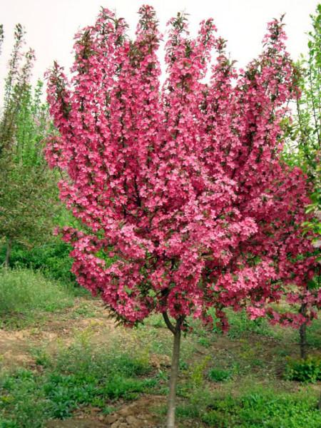 供應(yīng)北美海棠苗批發(fā)，北美海棠苗批發(fā)廠家，北美海棠苗批發(fā)價(jià)格