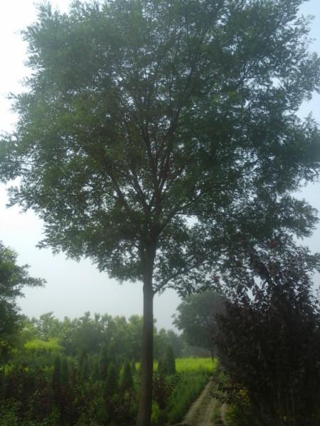 供應國槐，國槐價格，國槐廠家，國槐基地