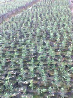 江西紅豆杉江西紅豆杉苗江西紅圖片